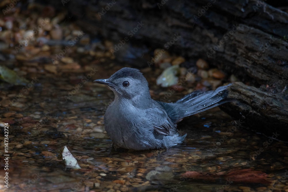 Gray Catbird
