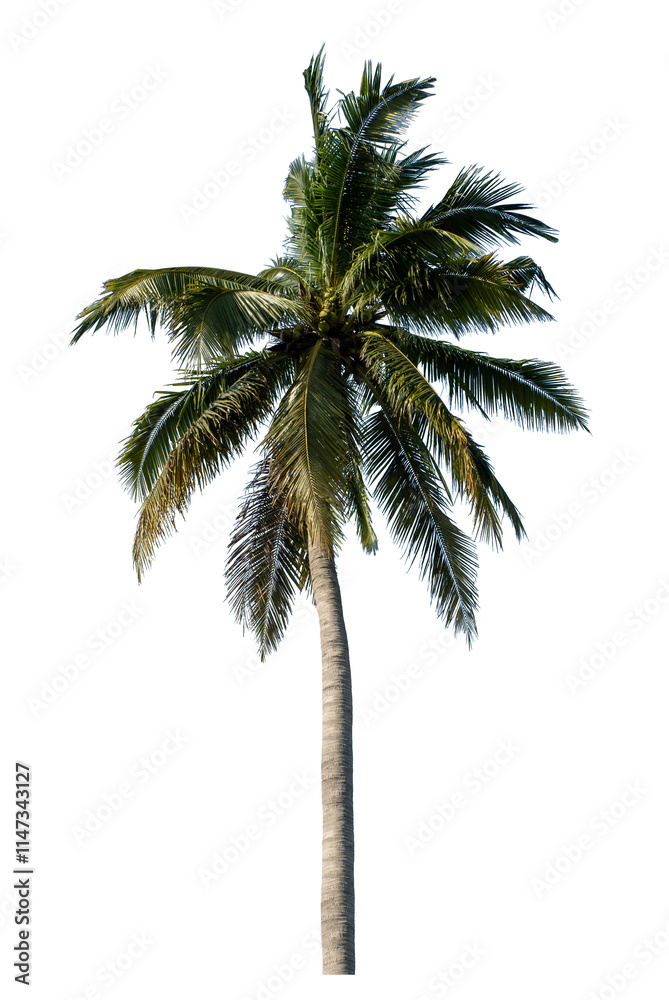 Fototapeta premium Coconut tree on transparent background with clipping path and alpha channel.