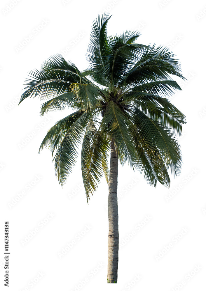 Obraz premium Coconut tree on transparent background with clipping path and alpha channel.