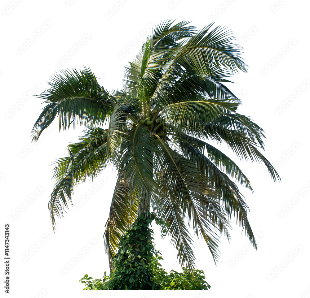 Obraz premium Coconut tree on transparent background with clipping path and alpha channel.