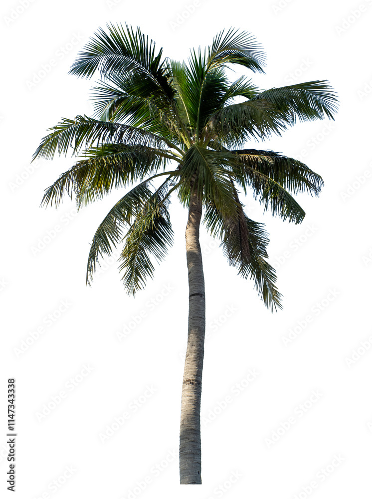Obraz premium Coconut tree on transparent background with clipping path and alpha channel.