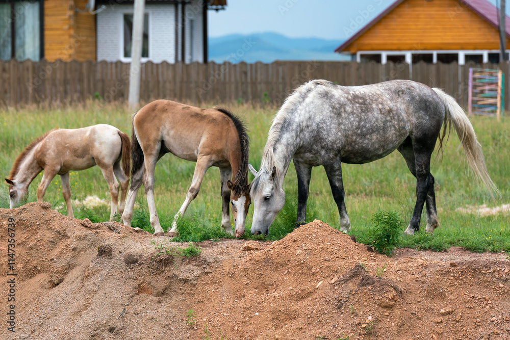 A horse and two young horses nibble on grass in a clearing near a farmstead. A horse and two young horses nibble on grass in a clearing near a farmstead.