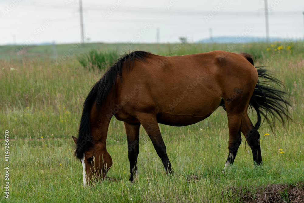 Adult brown horse chewing green grass in the field. Adult brown horse chewing green grass in the field.