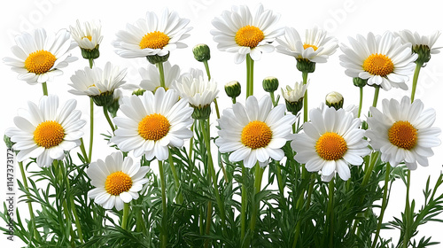 White Daisies Bloom Beautifully on White Background