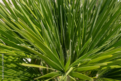 Close-up of green spiky palm leaves in natural sunlight. Concept of tropical plants, nature and greenery. High quality photo