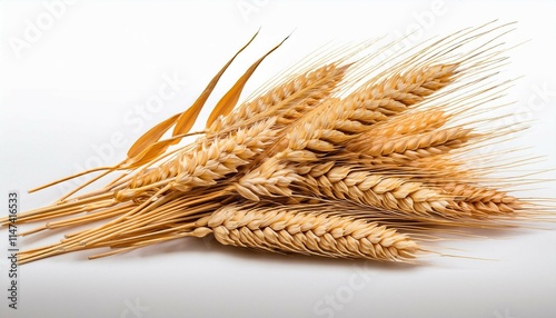 wheat ears isolated on white background