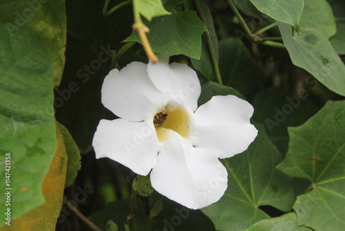 Flower of Mandevilla sanderi white colot, blooming. Brazilian jasmine in the park photo