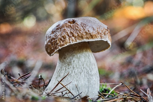 Fototapeta boletus edulis