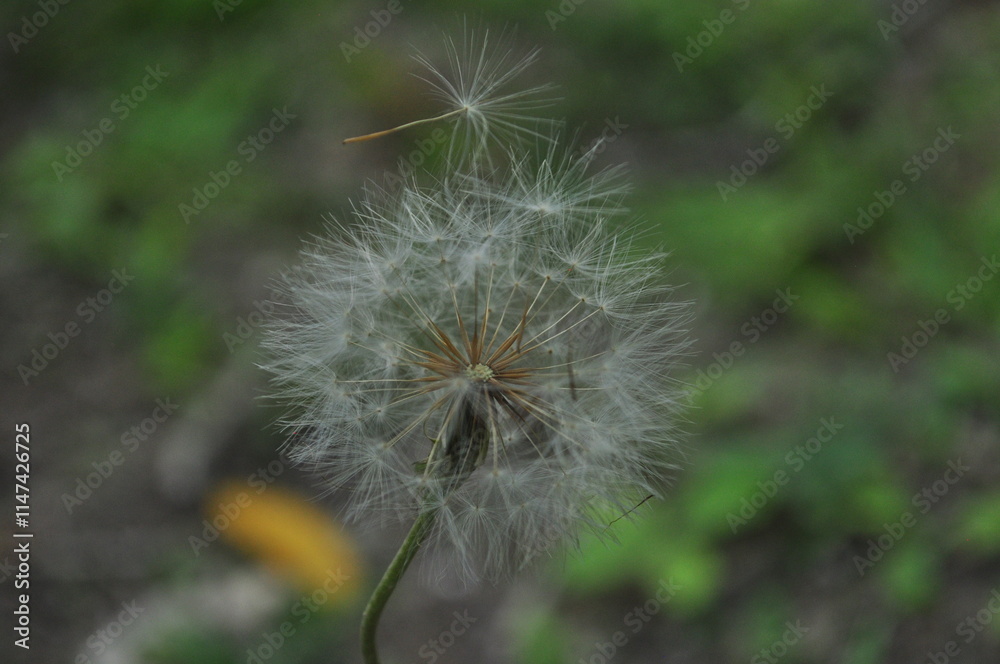 dandelion head in the grass