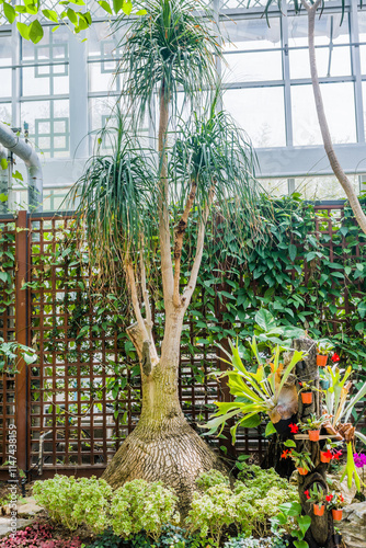 A tall Ponytail palm tree (Beaucarnea recurvata) with a large trunk in an indoor garden.