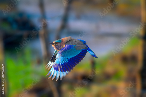 Gorgeous Indian Roller bird in flight photo