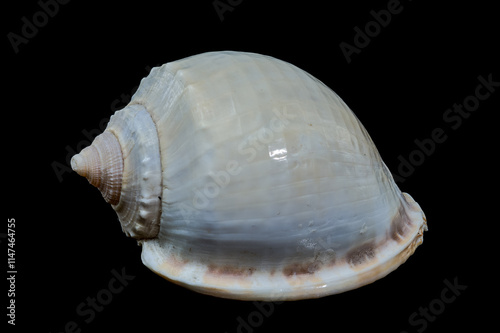 Smooth Helmet Shell Phalium glaucum on Black Background photo