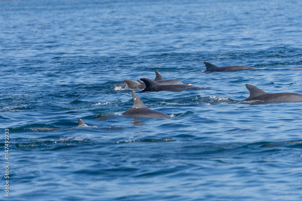 Fototapeta premium Dolphins swimming in the wild, Matsushima, Japan.