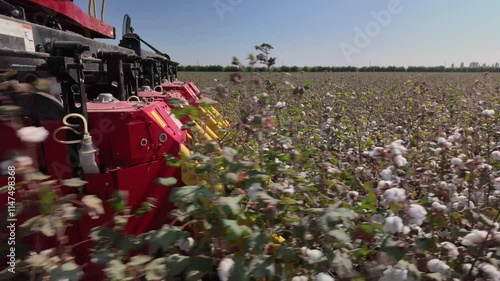 The mechanism of the cotton picker moves along the rows and collects ripe cotton. Cotton field. Close-up