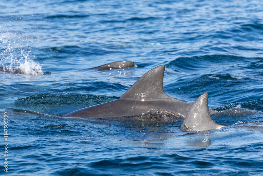 Dolphins swimming in the wild, Matsushima, Japan. Dolphins swimming in the wild, Matsushima, Japan.
