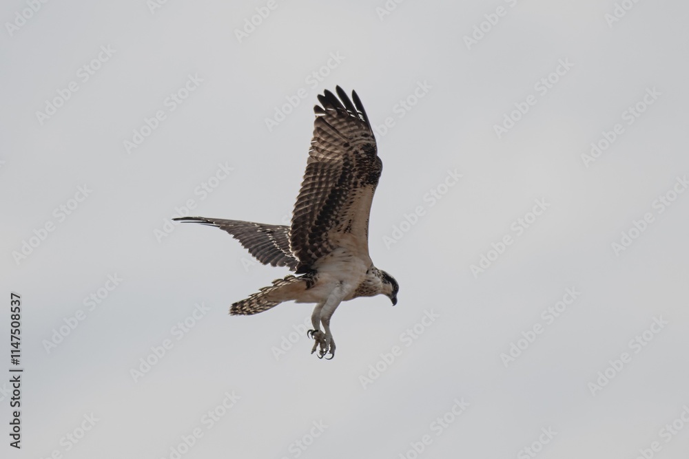 Obraz premium Osprey