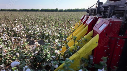 The mechanism of the cotton picker moves along the rows and collects ripe cotton. Cotton field. Close-up