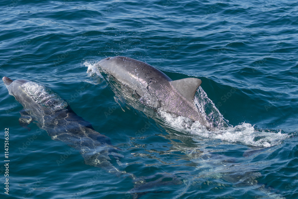 Obraz premium Dolphins swimming in the wild, Matsushima, Japan.