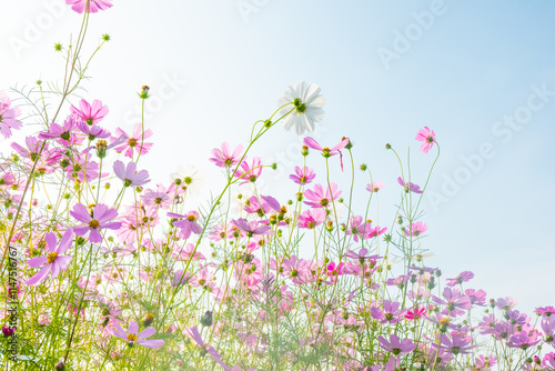 Pink cosmos flowers full blooming in summer garden,Field of cosmos flower on blue sky background,Selective focus.