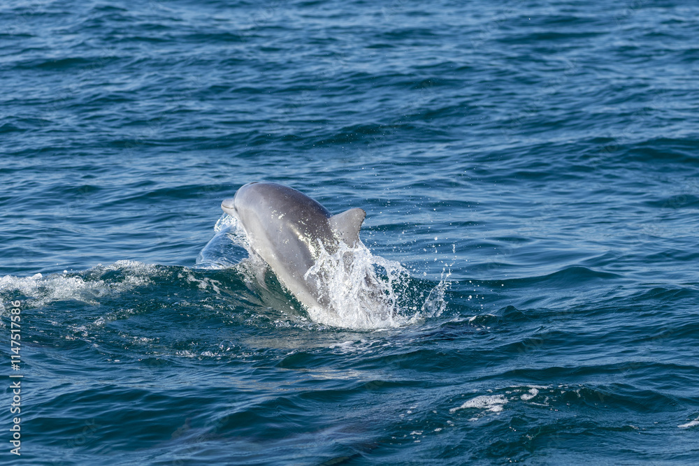 Fototapeta premium Dolphins swimming in the wild, Matsushima, Japan.