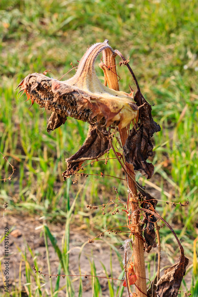 Obraz premium A dried up plant with brown leaves and a brown stem
