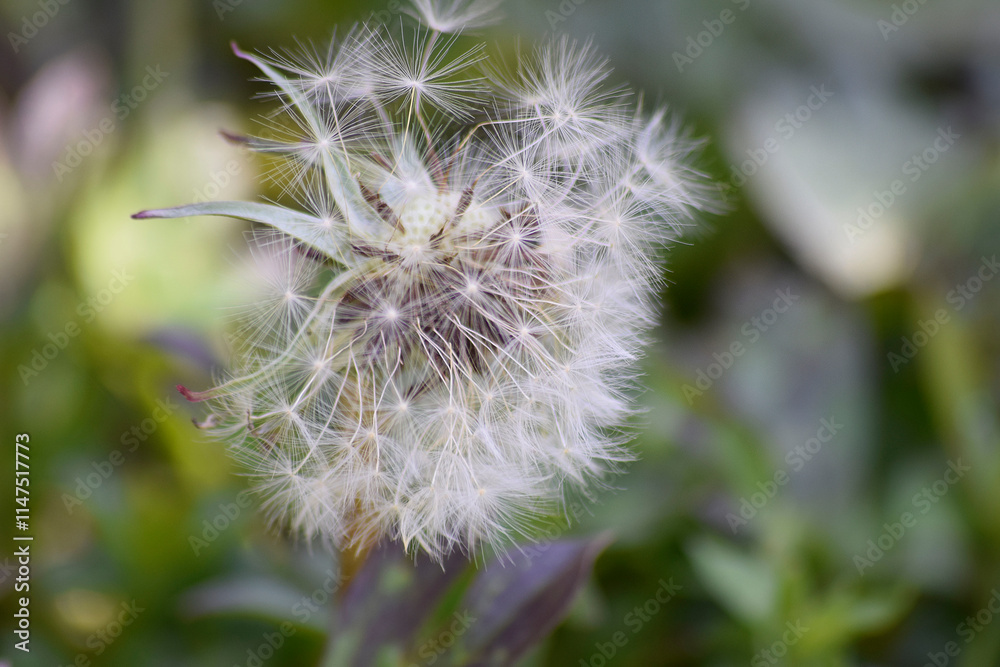 Dandelion seeds floating away from the stem. Dandelion seeds floating away from the stem.