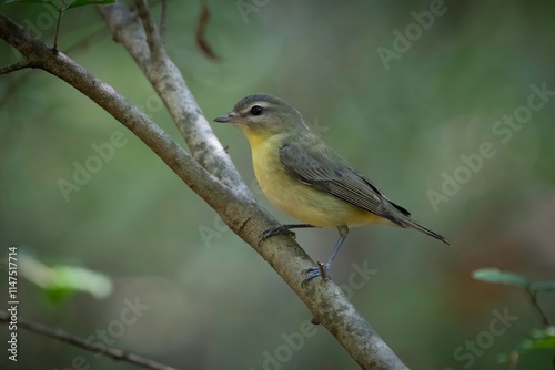 Philadelphia Vireo photo