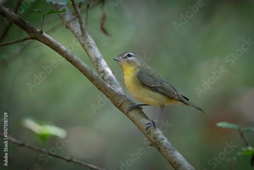 Philadelphia Vireo photo