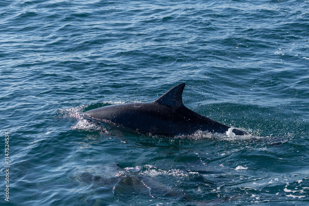Fototapeta premium Dolphins swimming in the wild, Matsushima, Japan.