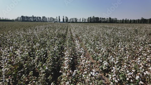View from a moving combine harvester, taken over a rural cotton field. Wide shot, tracking forward.