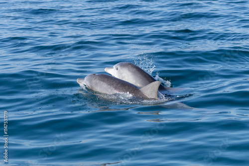 Dolphins swimming in the wild, Matsushima, Japan. photo