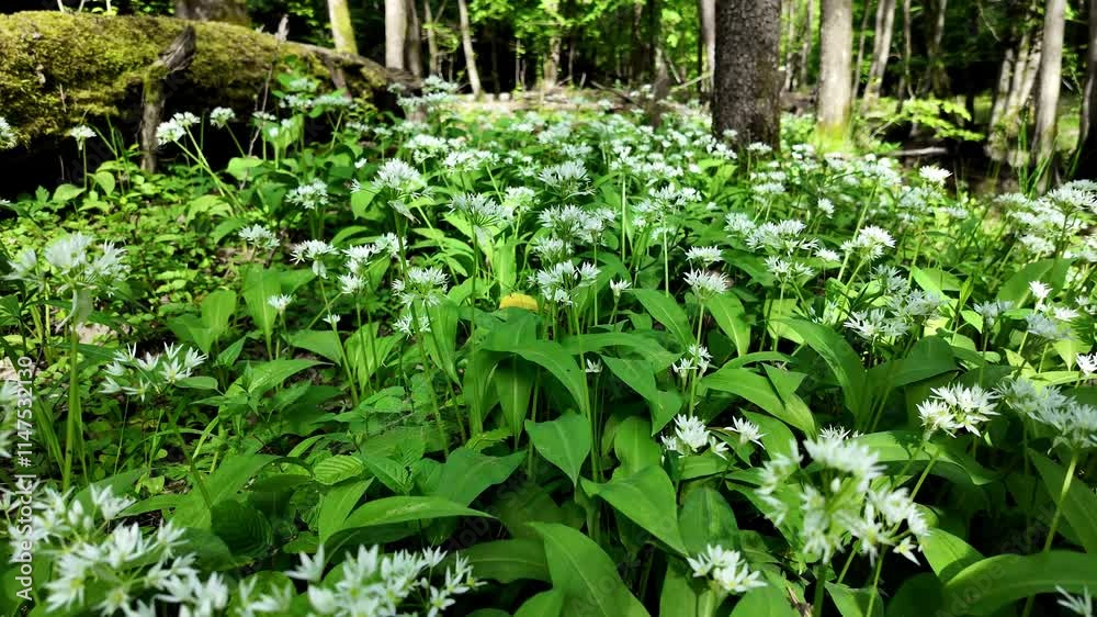 las przyroda natura las przyroda natura
