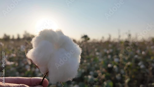 Wallpaper Mural cotton ball in hand against cotton field background Torontodigital.ca