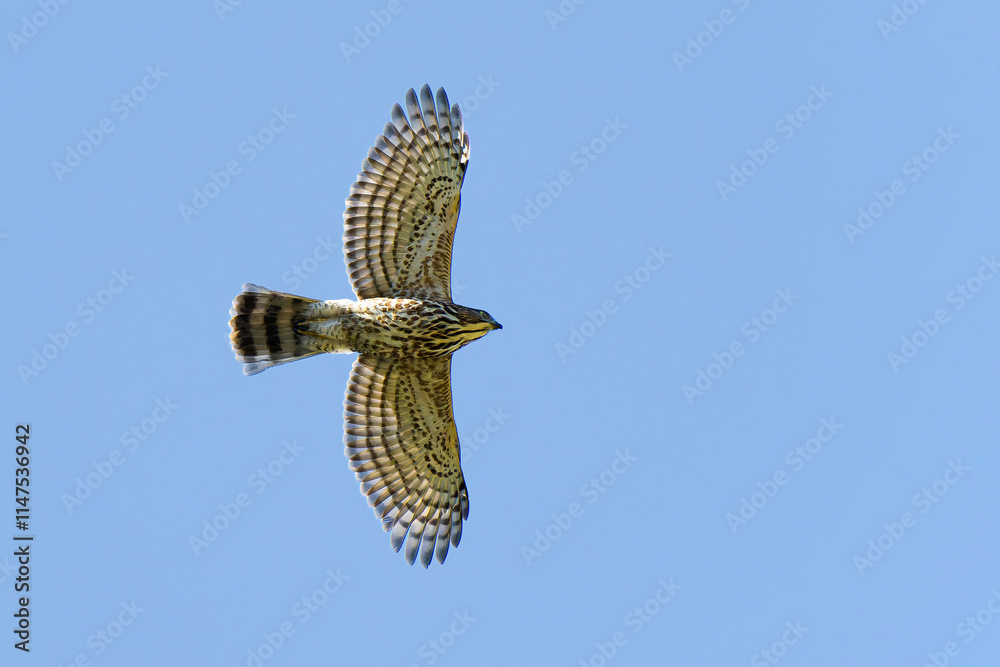Crested goshawk in flight close up detail Crested goshawk in flight close up detail