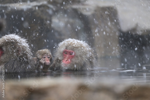 Japan monkey bathing in a snowy hot spring