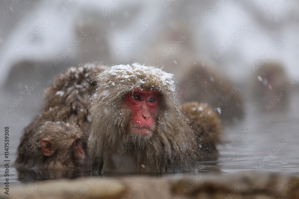 Naklejka premium Japan monkey bathing in a snowy hot spring