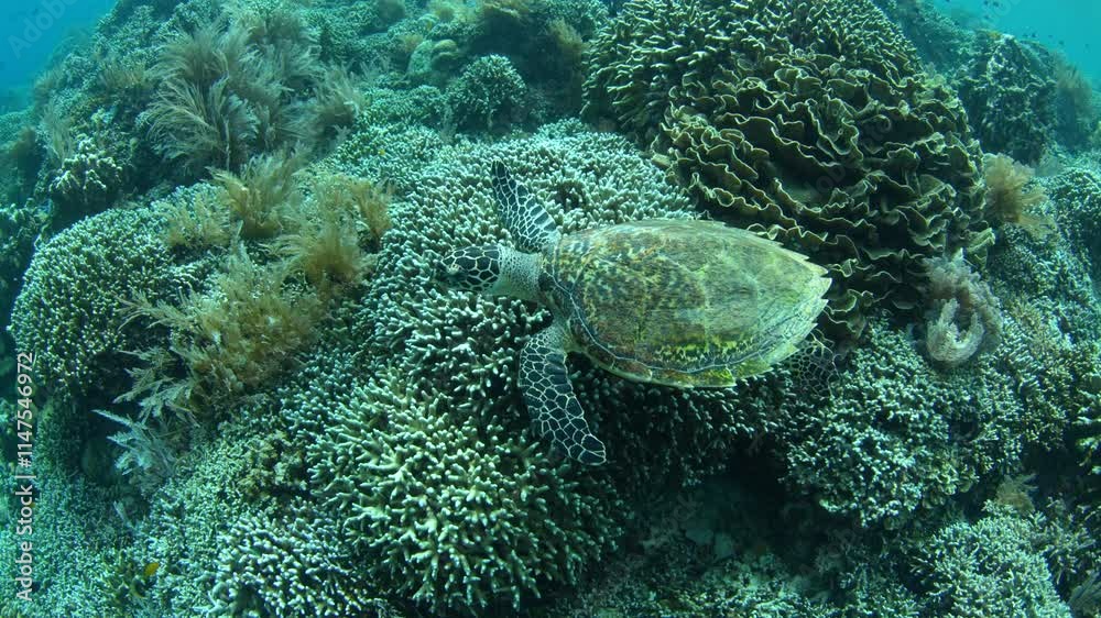 A Hawksbill turtle swims over a reef in Bunaken National Marine Park, North Sulawesi, Indonesia. This region is part of the Coral Triangle and is a popular destination for scuba divers and snorkelers. A Hawksbill turtle swims over a reef in Bunaken National Marine Park, North Sulawesi, Indonesia. This region is part of the Coral Triangle and is a popular destination for scuba divers and snorkelers.