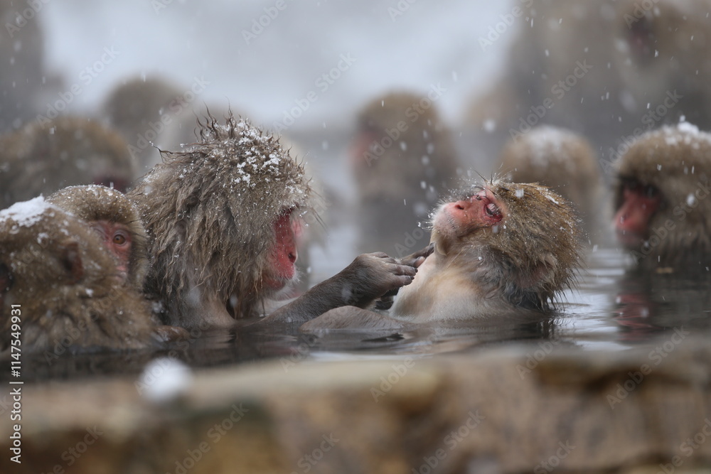 Naklejka premium Japan monkey bathing in a snowy hot spring