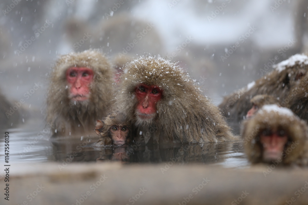 Naklejka premium Japan monkey bathing in a snowy hot spring