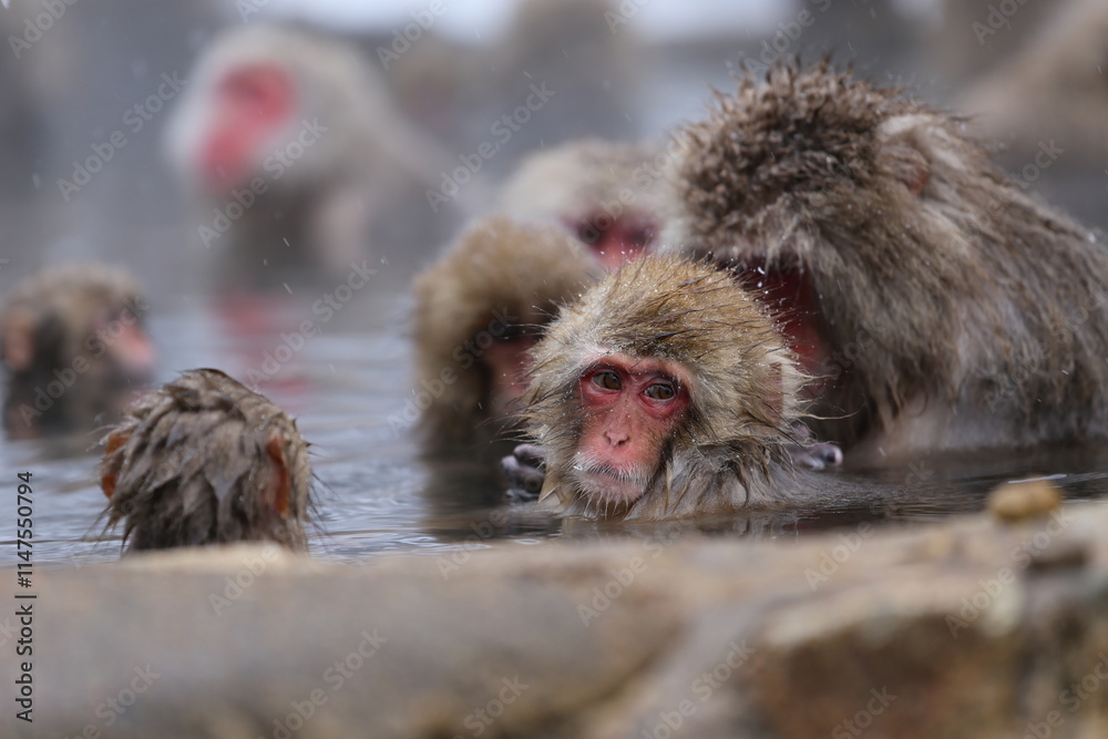 Naklejka premium Japan monkey bathing in a snowy hot spring