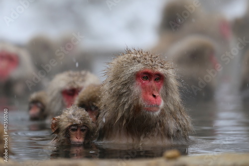 Canvas Print Japan monkey bathing in a snowy hot spring
