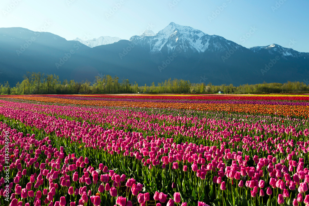 Cultivated Tulip Field Fraser Valley Mount Cheam Peak Cultivated Tulip Field Fraser Valley Mount Cheam Peak