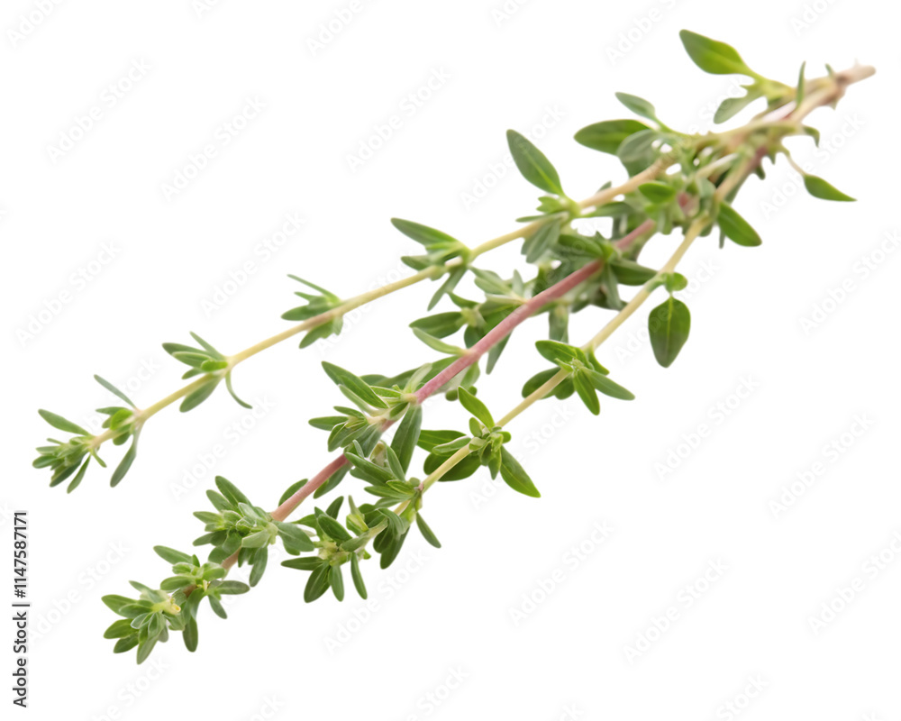 A fresh thyme sprig isolated on a transparent background A fresh thyme sprig isolated on a transparent background