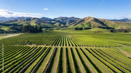 Wallpaper Mural Aerial Perspective of Rolling Hills Covered in Vineyards Under Clear Blue Sky with Mountain Range in the Distance Torontodigital.ca