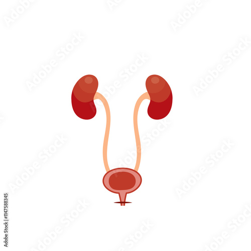 Illustration of Human Urinary System