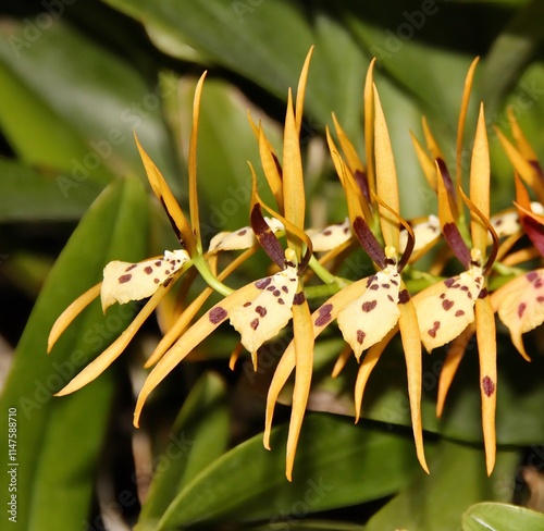 Unusual Golden Yellow Spotted Orchid Species Brassia arachnoidea 'Lucky Girl' in Bloom. photo