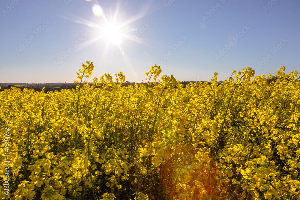 © Austockphoto - Sun flare and close up of yellow flowering canola plants © Austockphoto - Sun flare and close up of yellow flowering canola plants