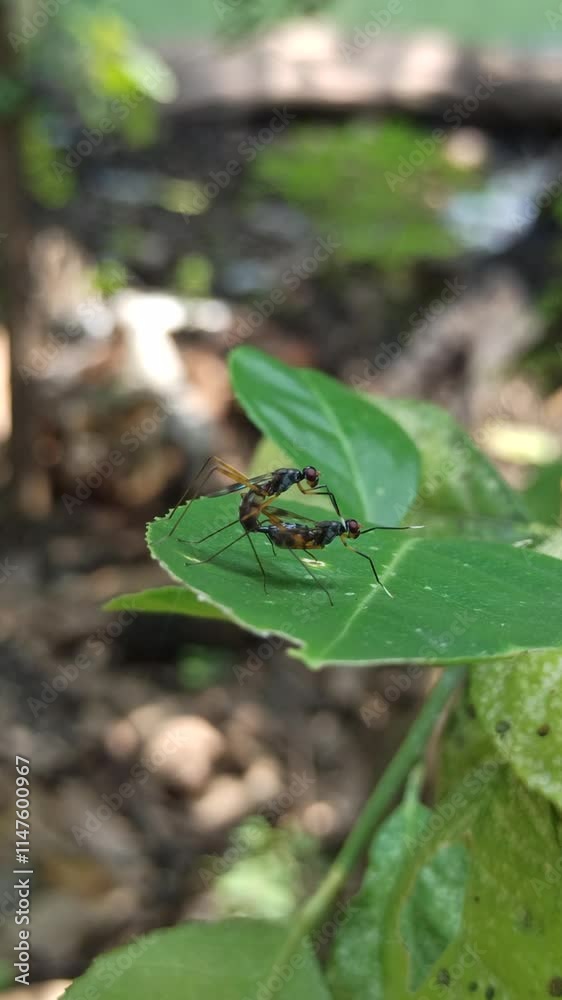 Insects mate on leaves Insects mate on leaves