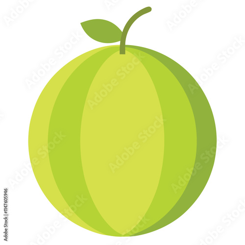 honeydew melon vector illustration on white background  