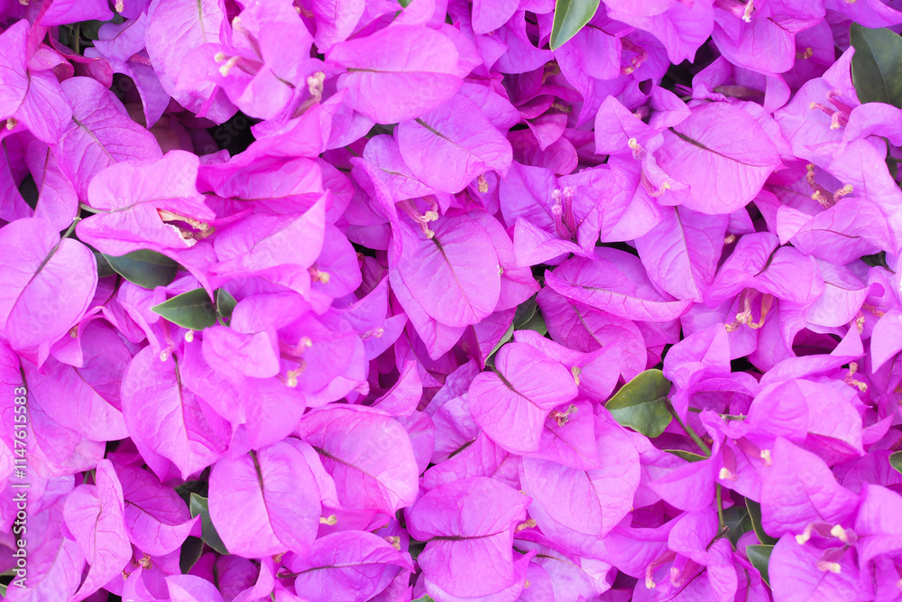 Beautiful flowering bougainvillea flower nature for background Beautiful flowering bougainvillea flower nature for background